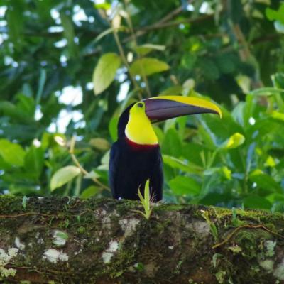 Volcans et géologie, Ecotourisme au Costa Rica
