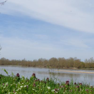 Excursion bords de loire Amboise